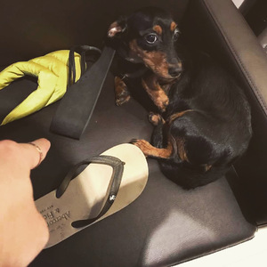 同性恋搞鸡视频
